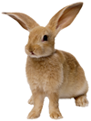 Bunny